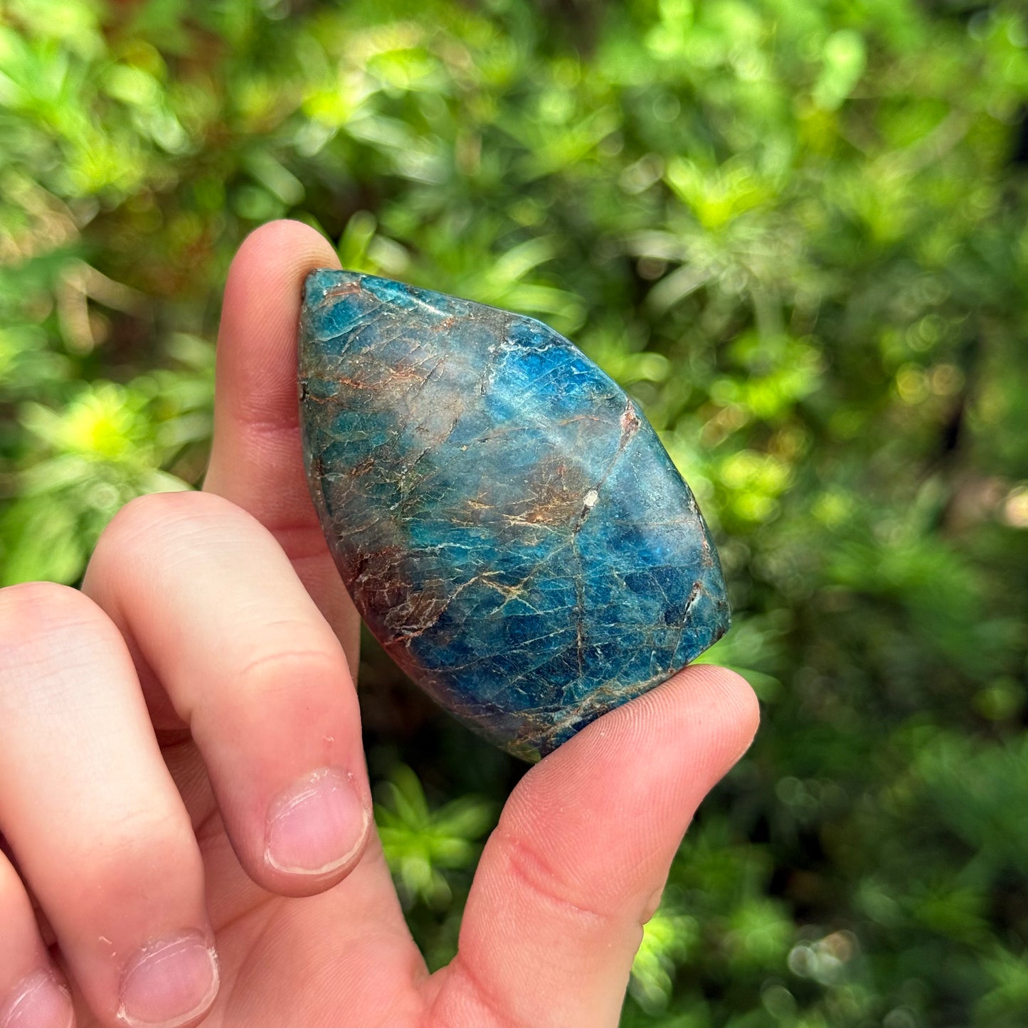 1.5” Blue Apatite Freeform