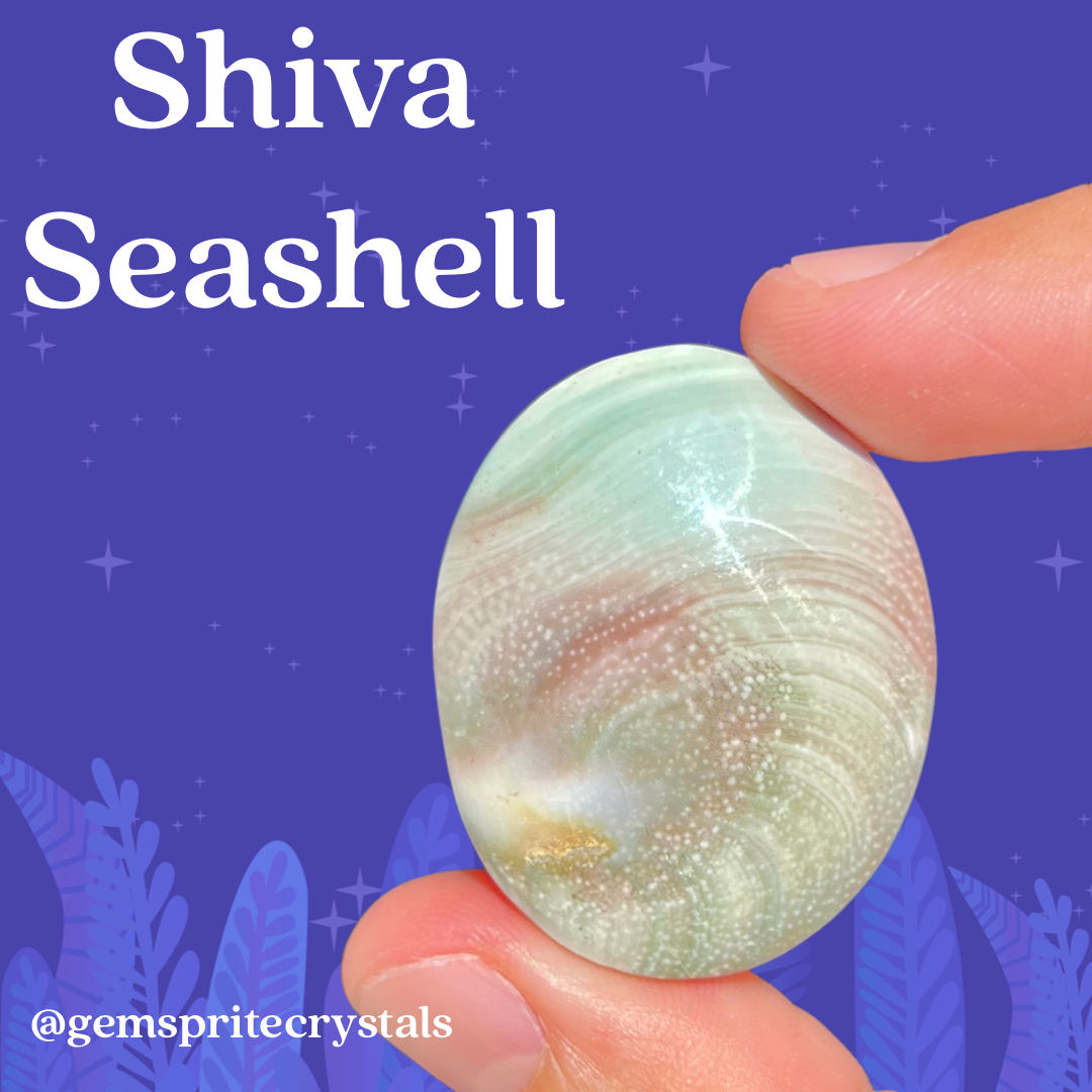 Shiva Seashell Palm Stone