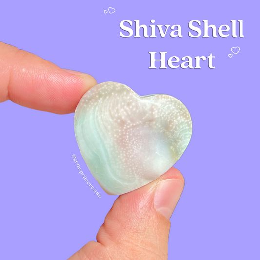 Shiva Seashell Heart